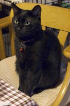 黒猫ろくは２歳になりました！